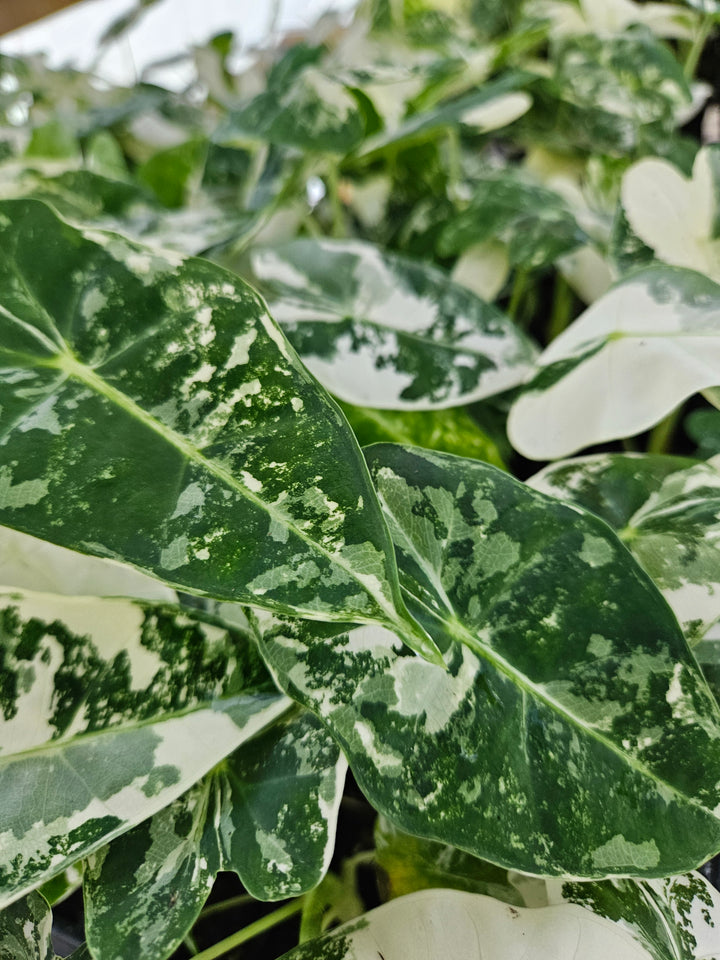 Variegated Alocasia Frydek leaves with green and white patterns, bright indirect sun and thirsty water needs.