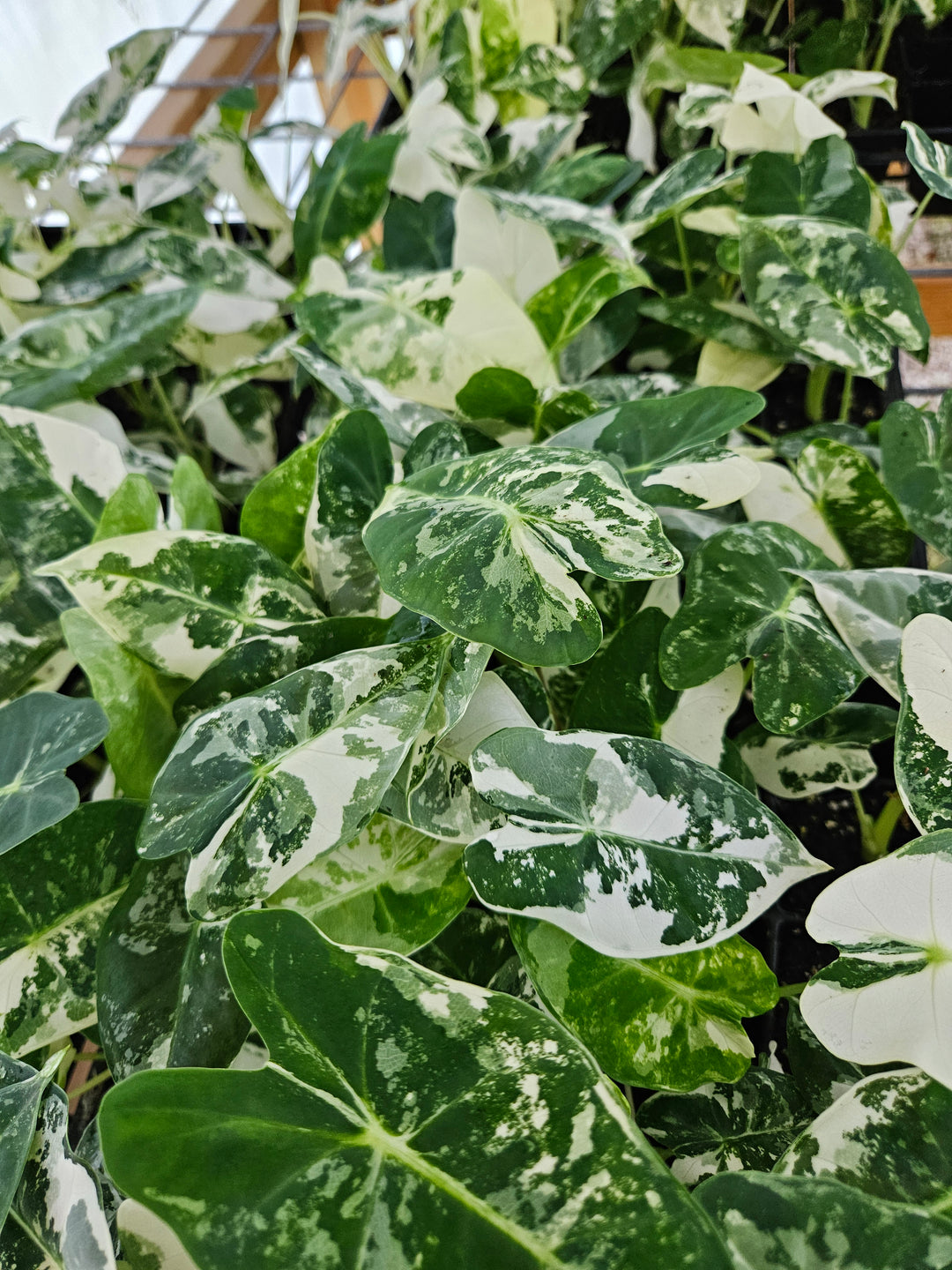 Variegated Alocasia Frydek plant with green and white leaves, suitable for bright indirect sunlight, requires regular watering.