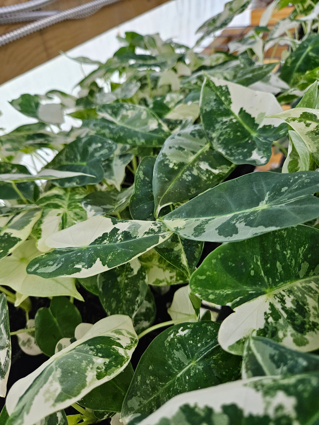 Variegated Alocasia Frydek leaves in lush green and white pattern.