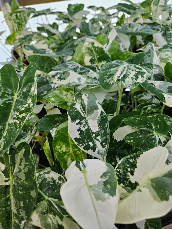 Variegated Alocasia Frydek plants with green and white leaves.