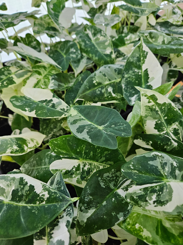 Variegated Alocasia Frydek foliage with green and white variegation, grown at a family-owned nursery.