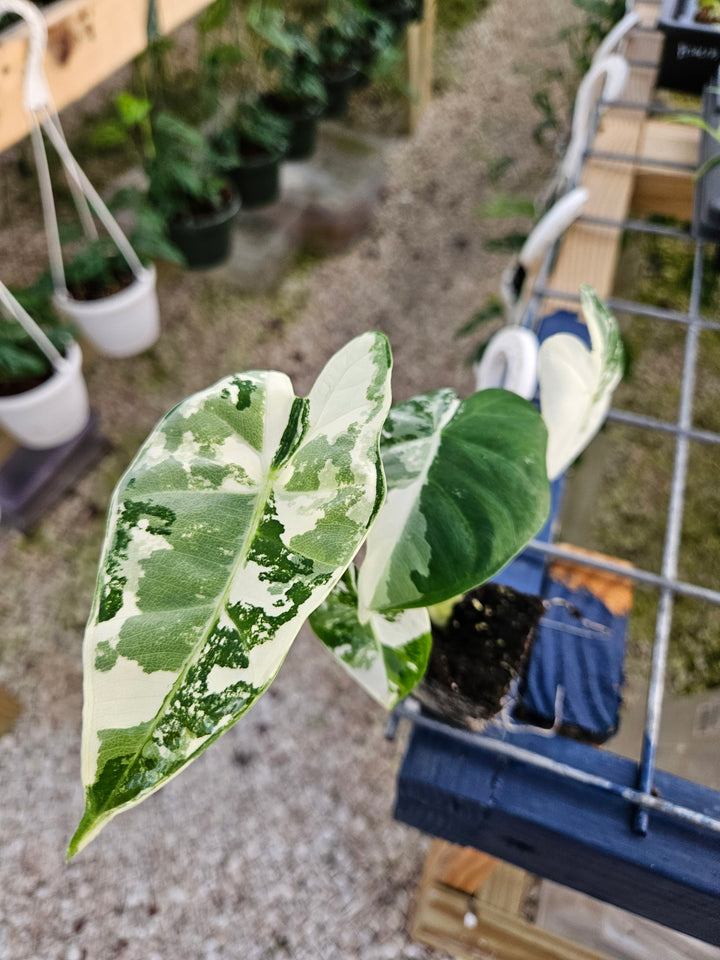 Variegated Alocasia Frydek plant with green and white leaves, displayed in a nursery setting.