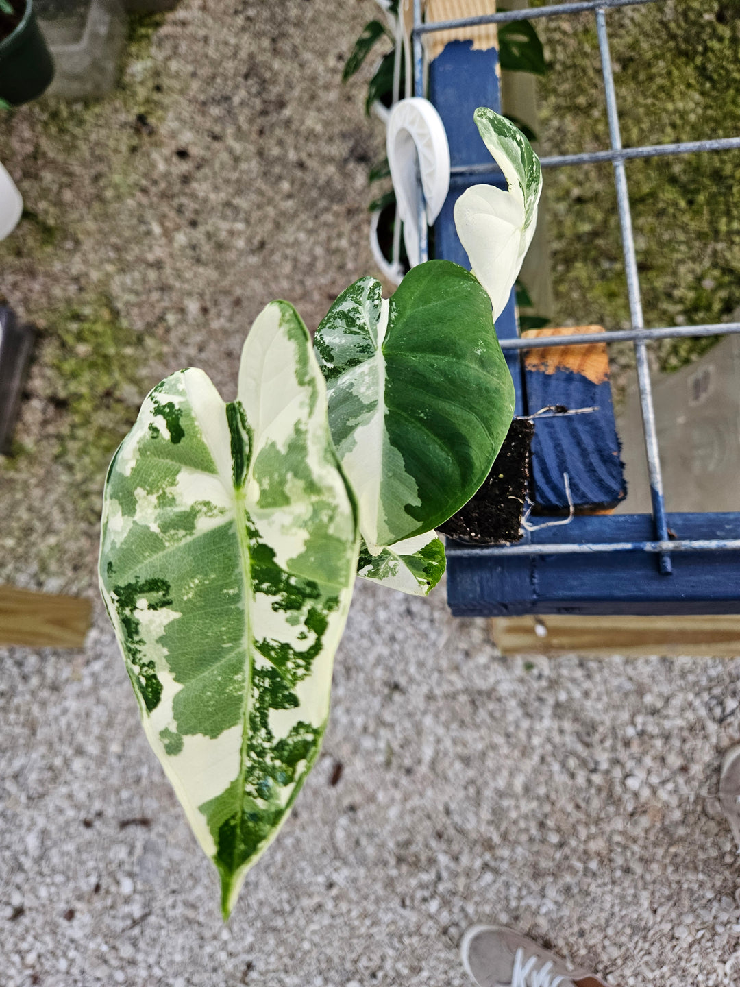 Variegated Alocasia Frydek plant with striking green and white leaves in a nursery setting.