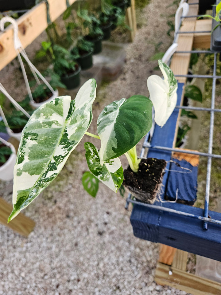 Alocasia Variegated Frydek in nursery setting with variegated leaves and plug form.