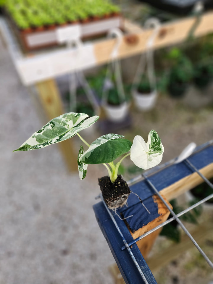 Variegated Alocasia Frydek plant in nursery setting with green and white leaves.