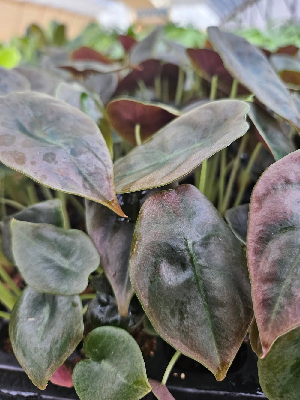 Alocasia Cuprea Red Secret with metallic copper and green leaves in close-up view.