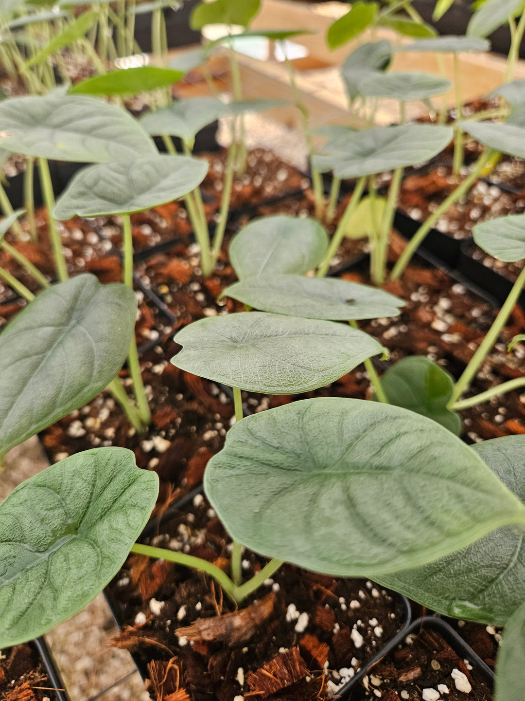 Alocasia Melo (4in)