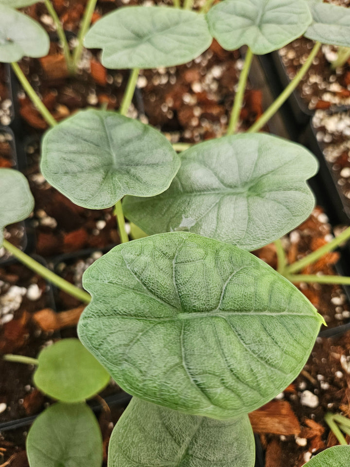 Alocasia Melo (4in)