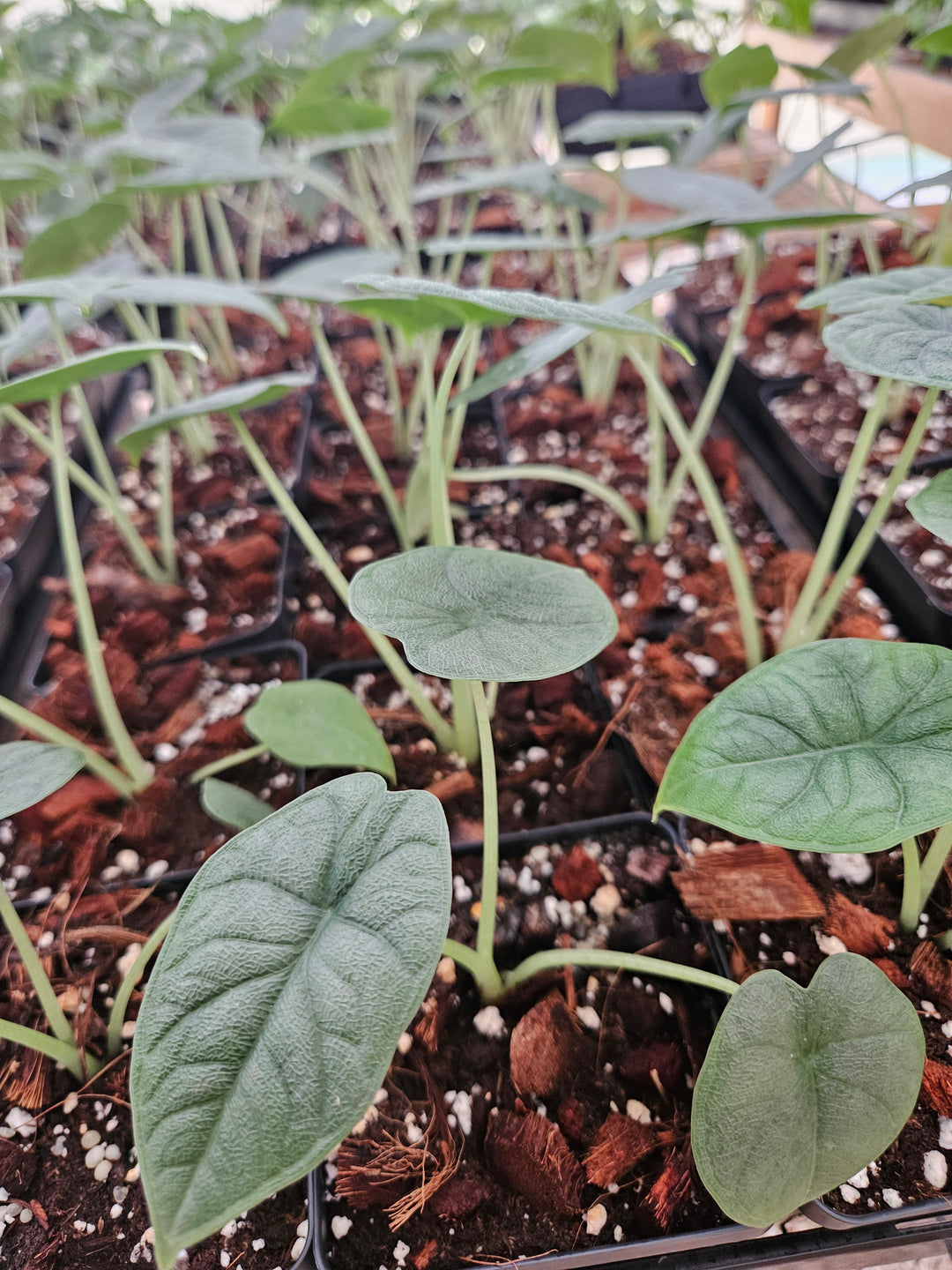 Alocasia Melo (4in)