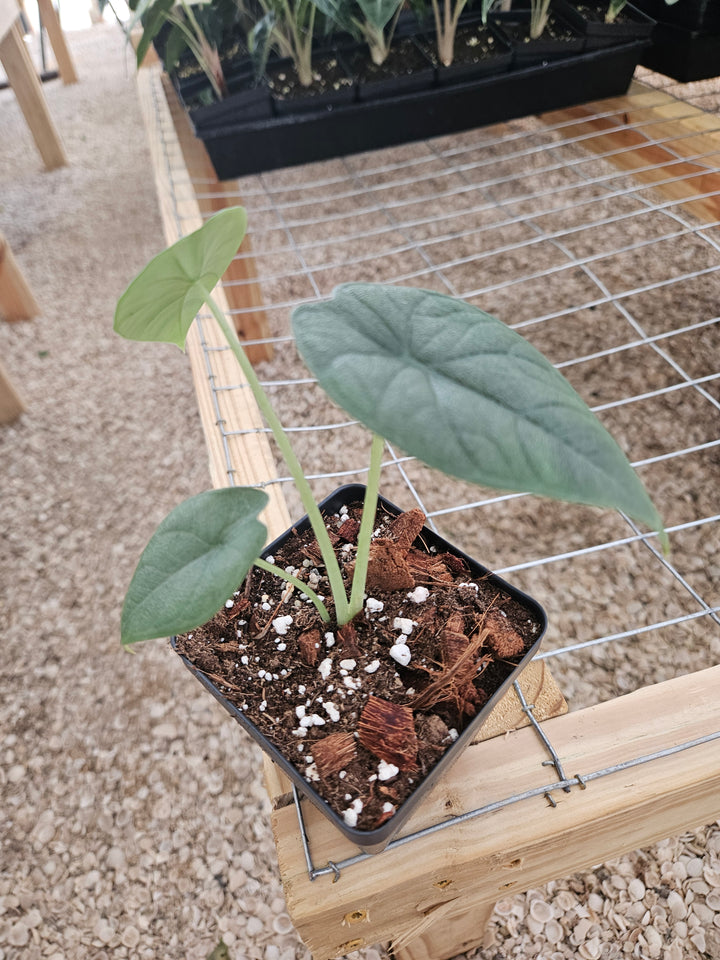 Alocasia Melo (4in)