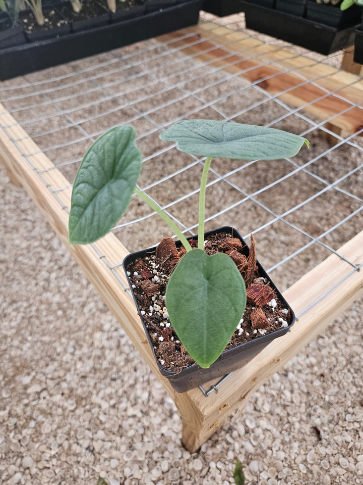 Alocasia Melo (4in)