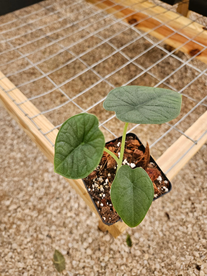 Alocasia Melo (4in)