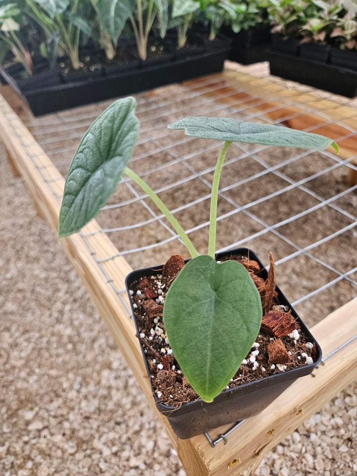 Alocasia Melo (4in)