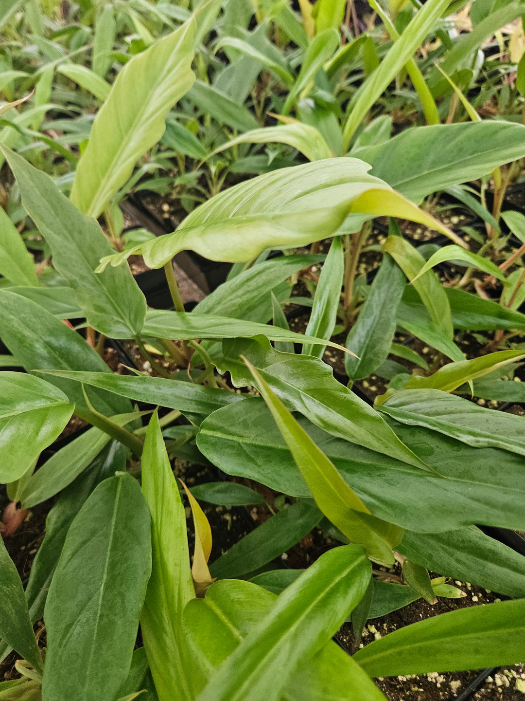 Philodendron Pluto