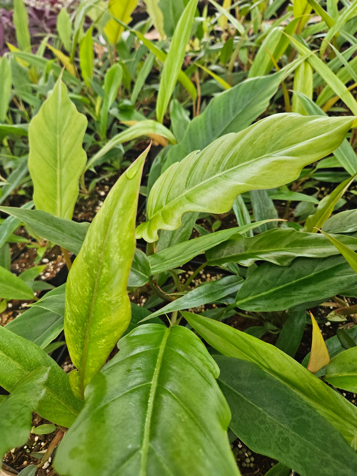 Philodendron Pluto