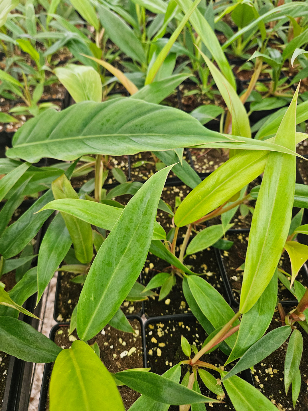 Philodendron Pluto