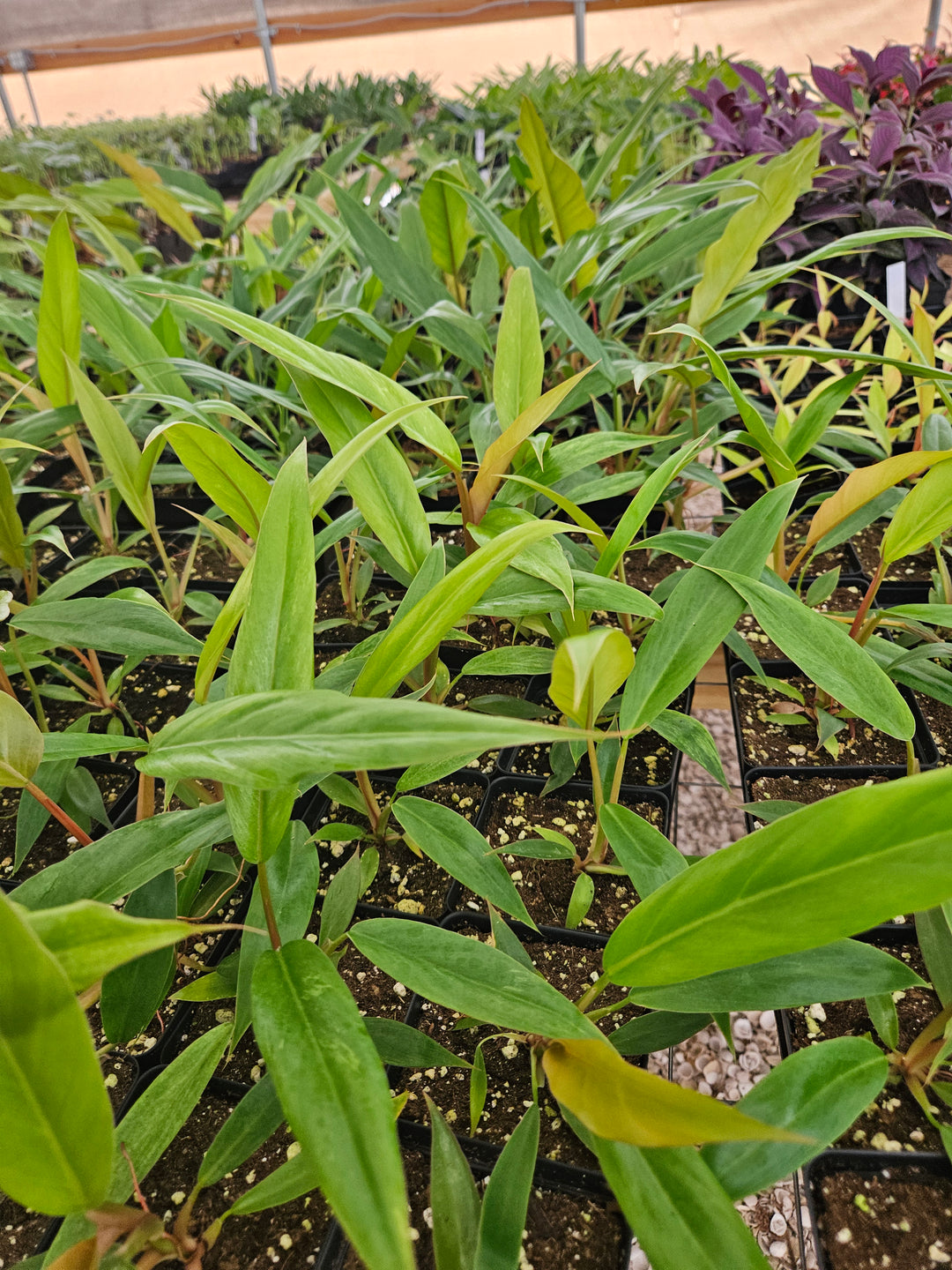 Philodendron Pluto