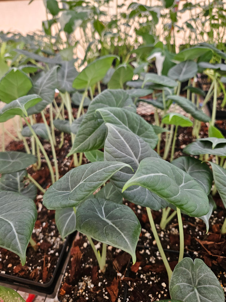 Alocasia Maharani (4in)