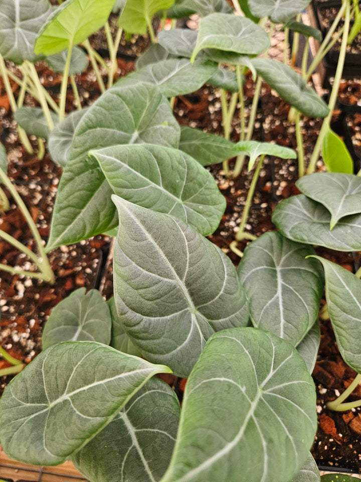 Alocasia Maharani (4in)