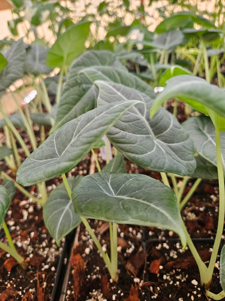 Alocasia Maharani (4in)