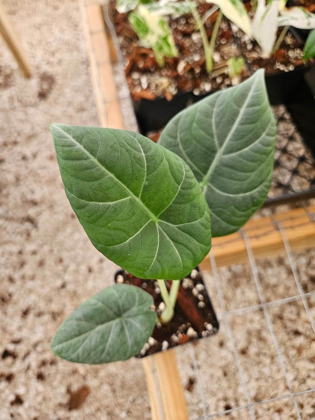 Alocasia Maharani (4in)