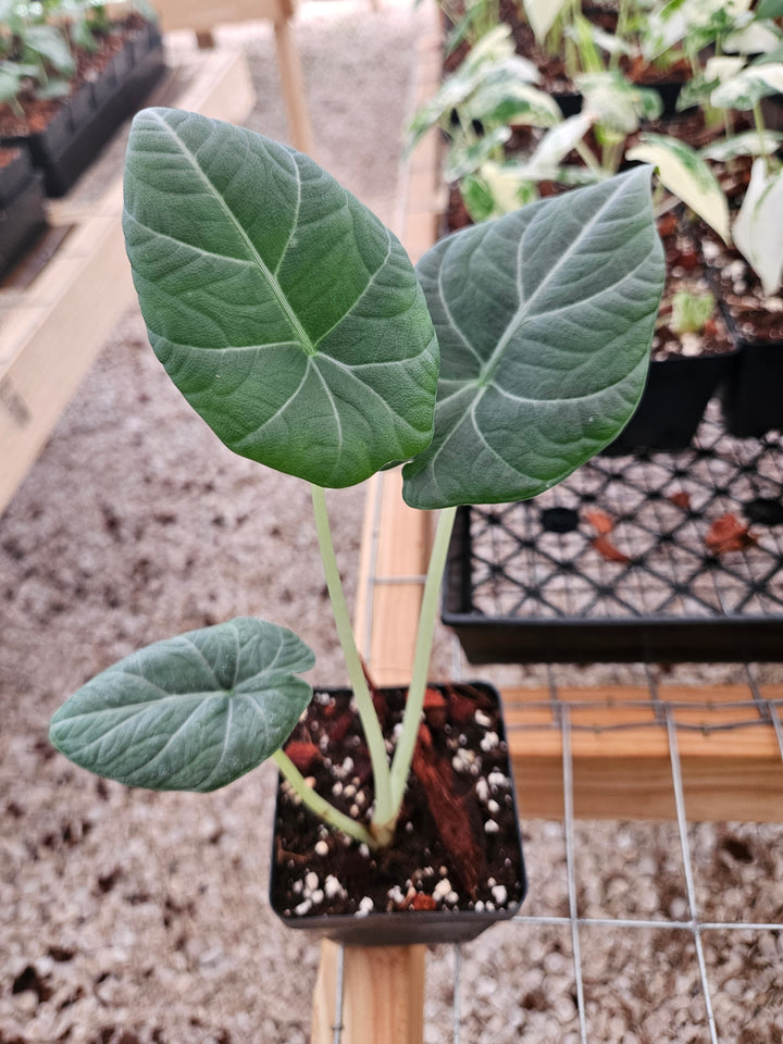 Alocasia Maharani (4in)