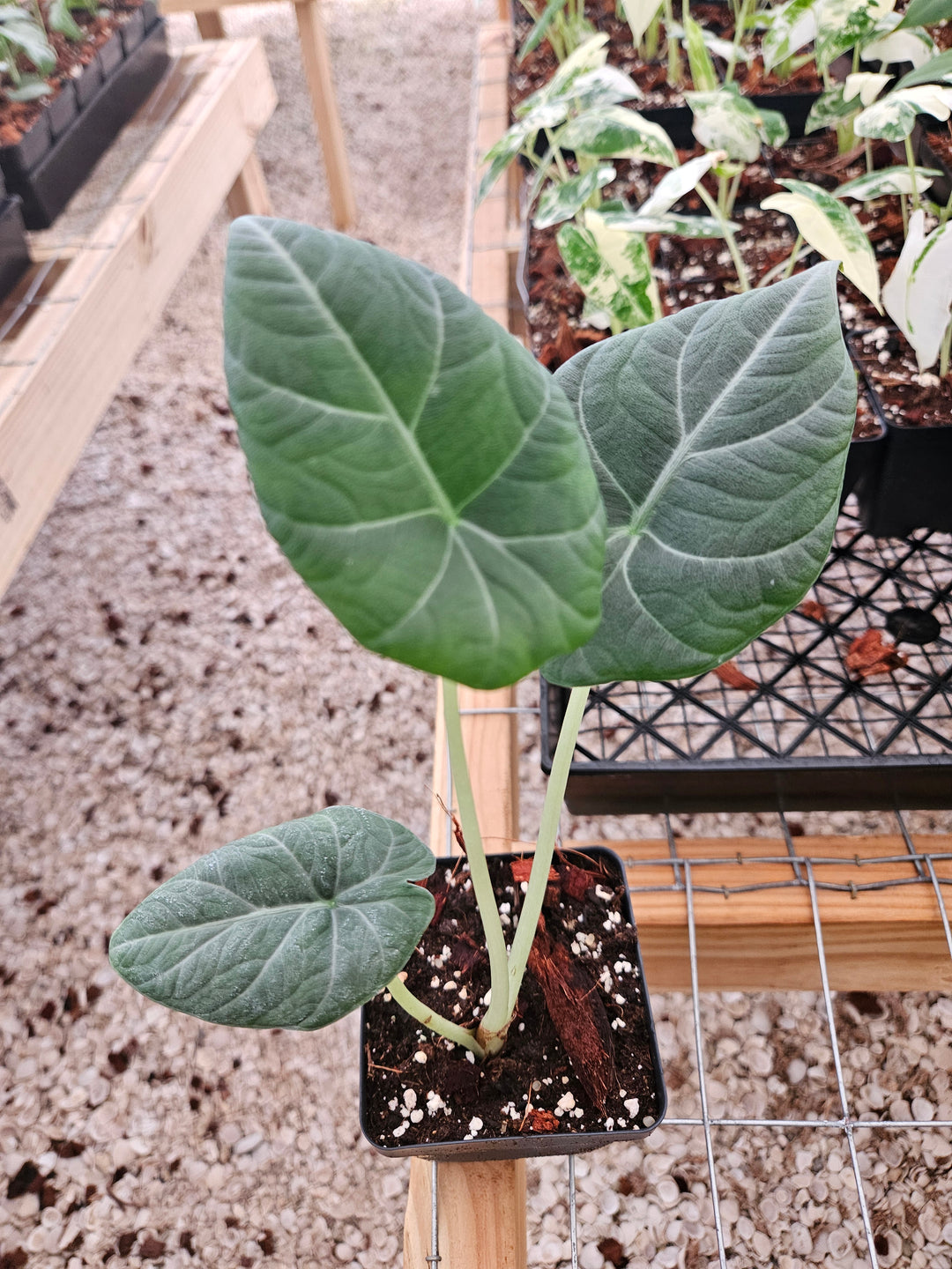 Alocasia Maharani (4in)