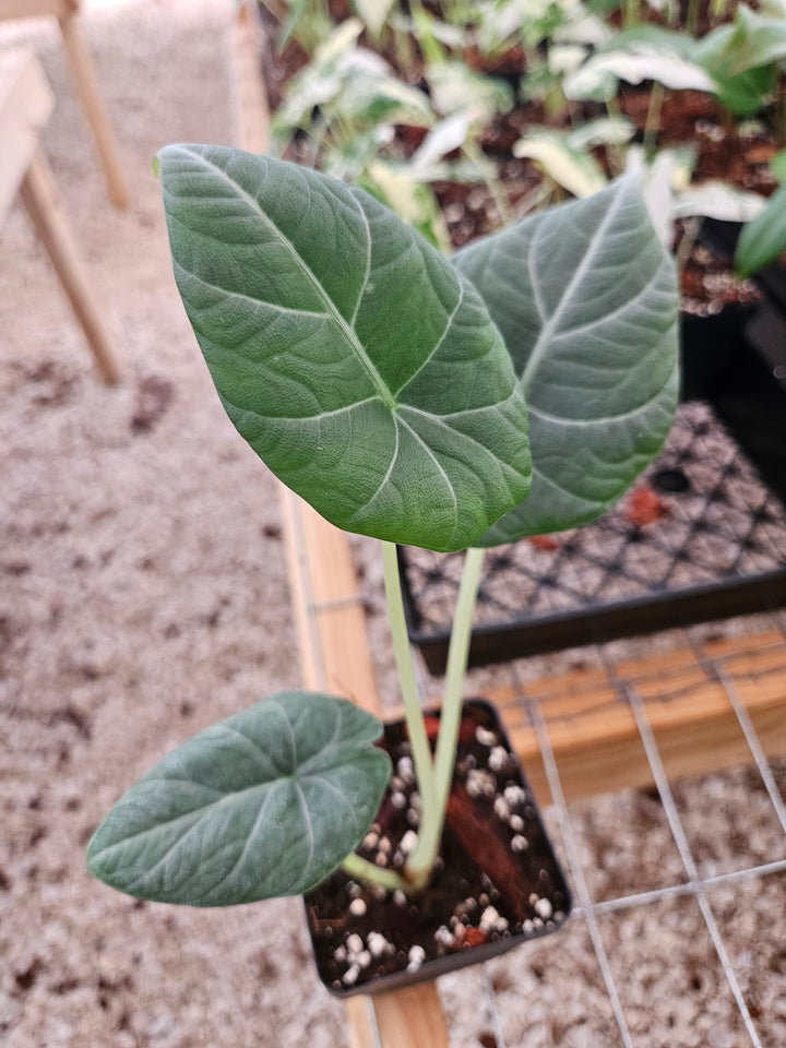 Alocasia Maharani (4in)