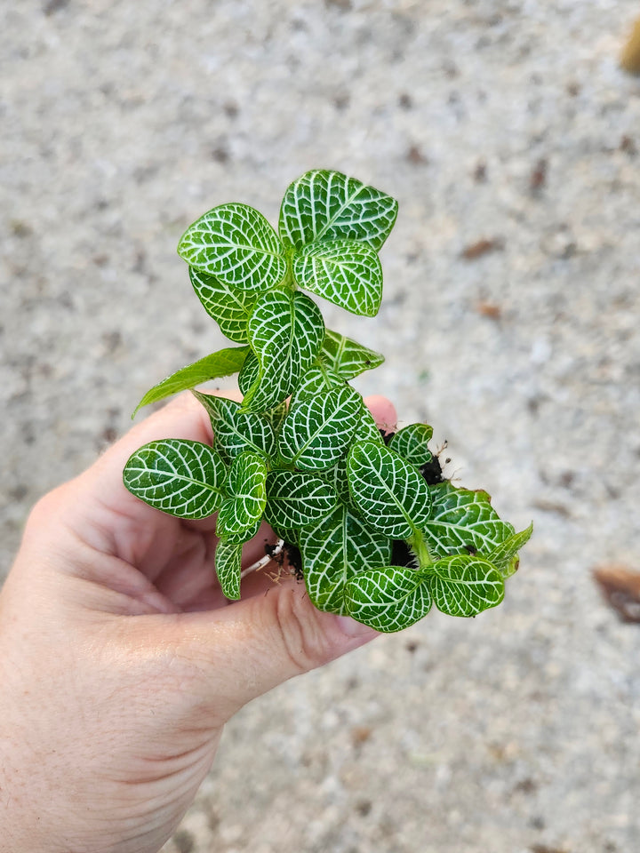 Green Fittonia- Nerve Plant Plug