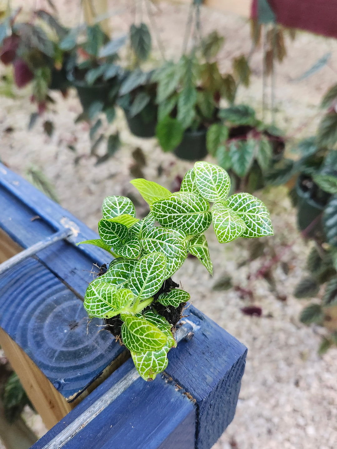 Green Fittonia- Nerve Plant Plug