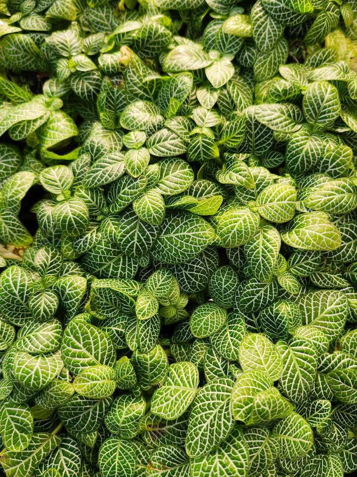 Green Fittonia- Nerve Plant Plug