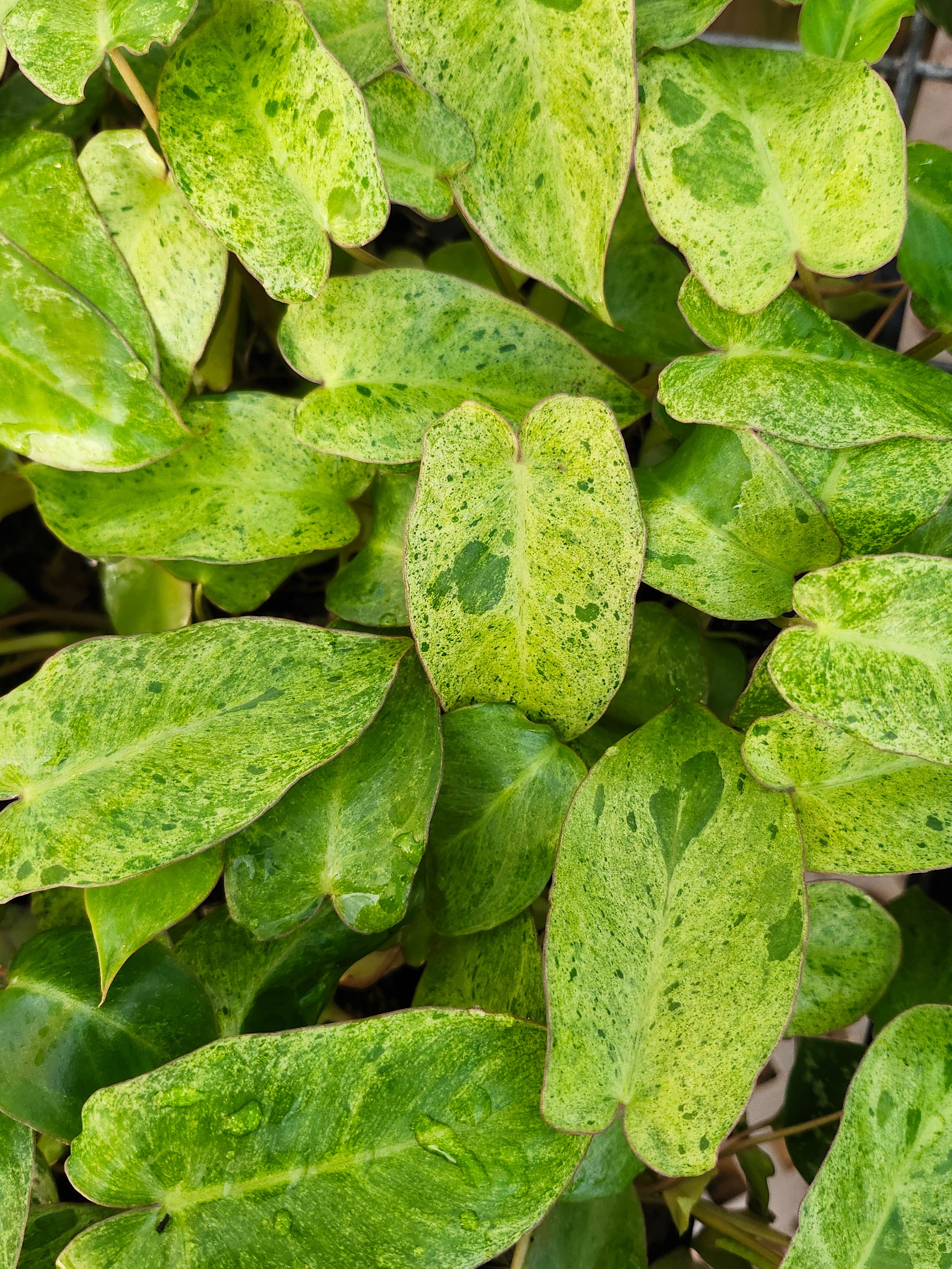 Orange Lake Nursery Philodendron Paraiso Verde