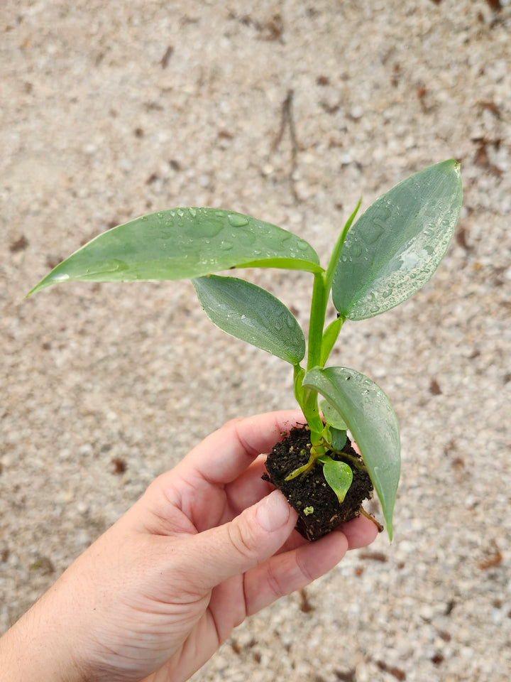 Philodendron Silver Sword Plug