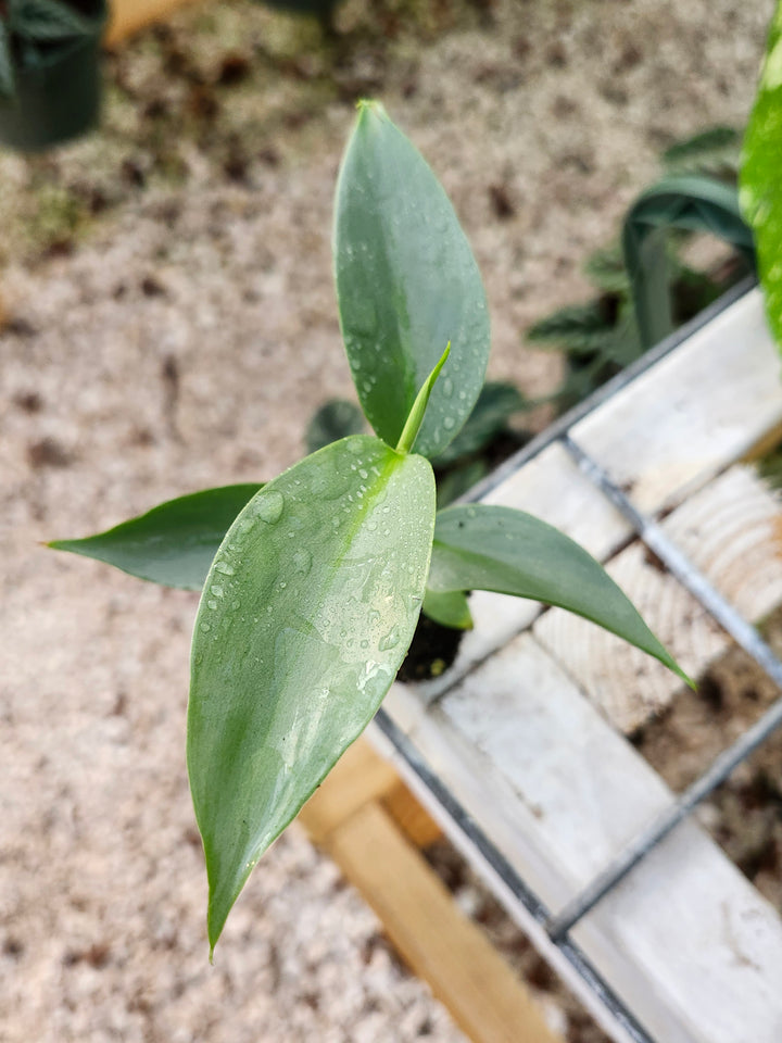 Philodendron Silver Sword Plug