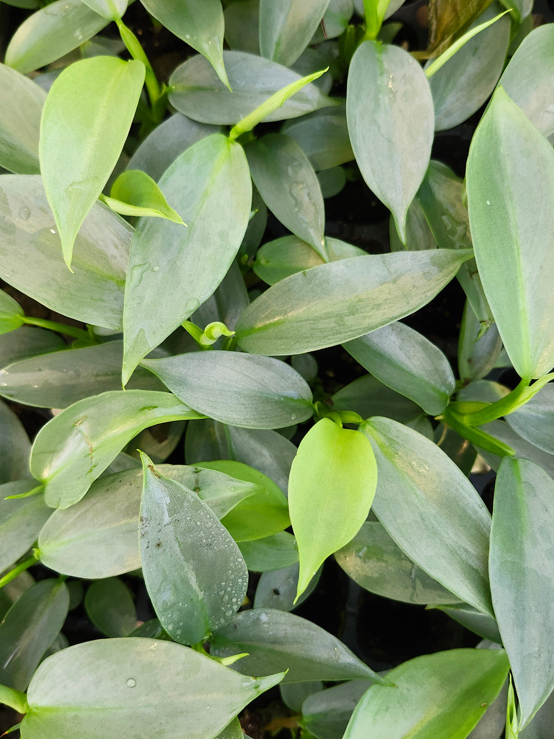 Philodendron Silver Sword Plug