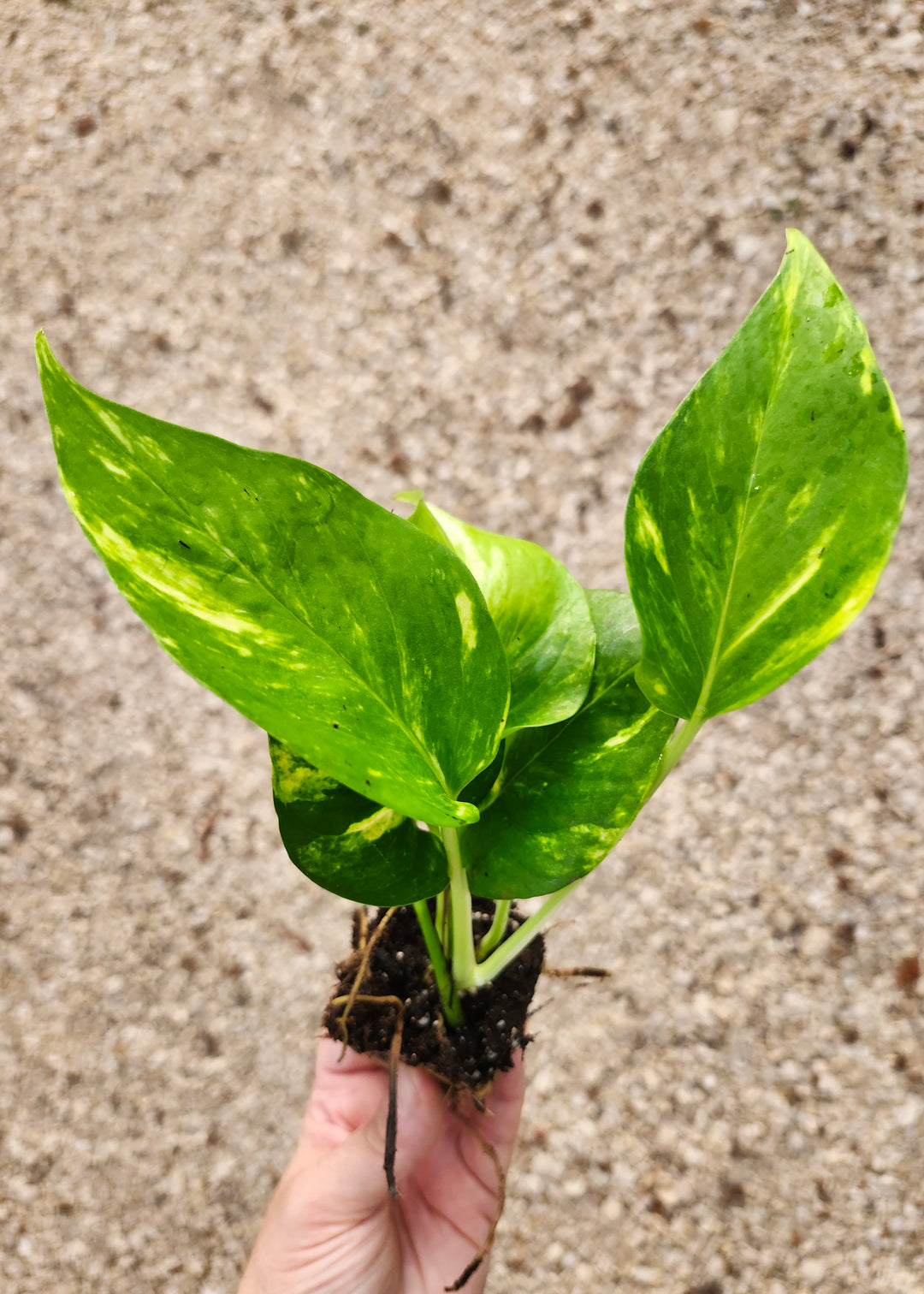 Hawaiian Pothos