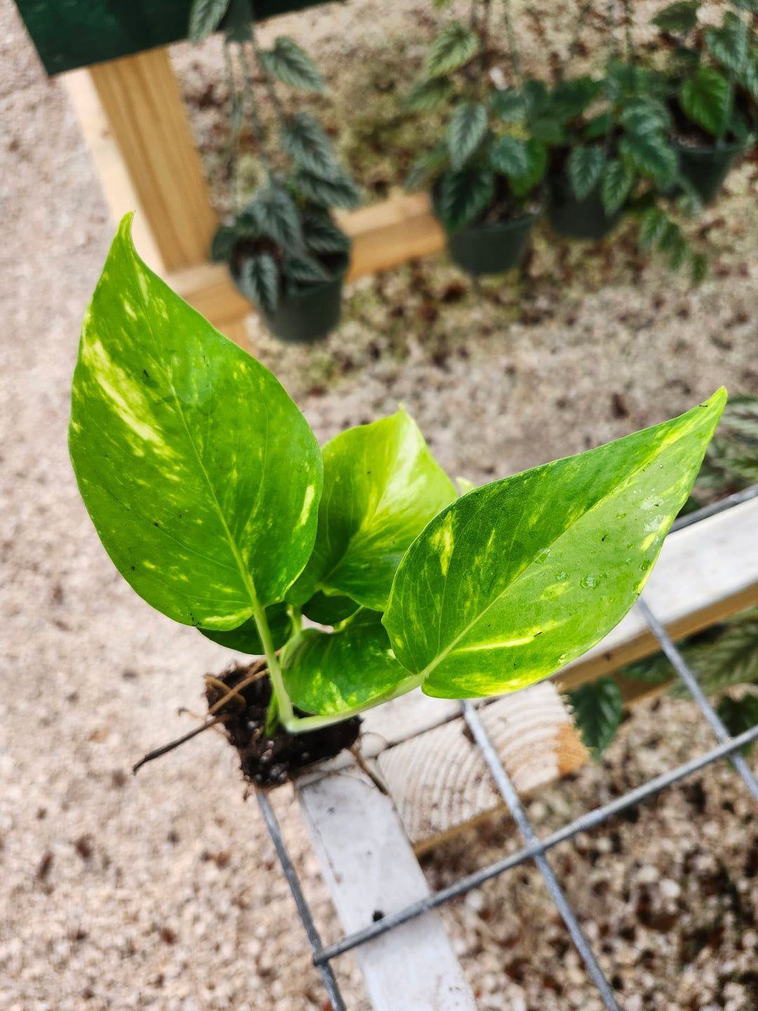 Hawaiian Pothos