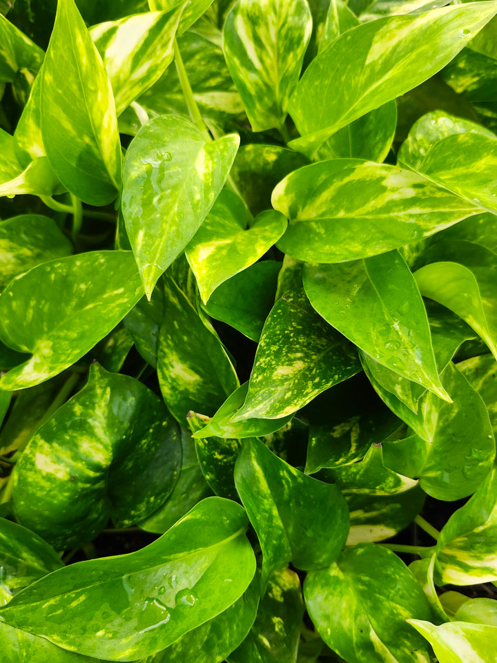 Hawaiian Pothos