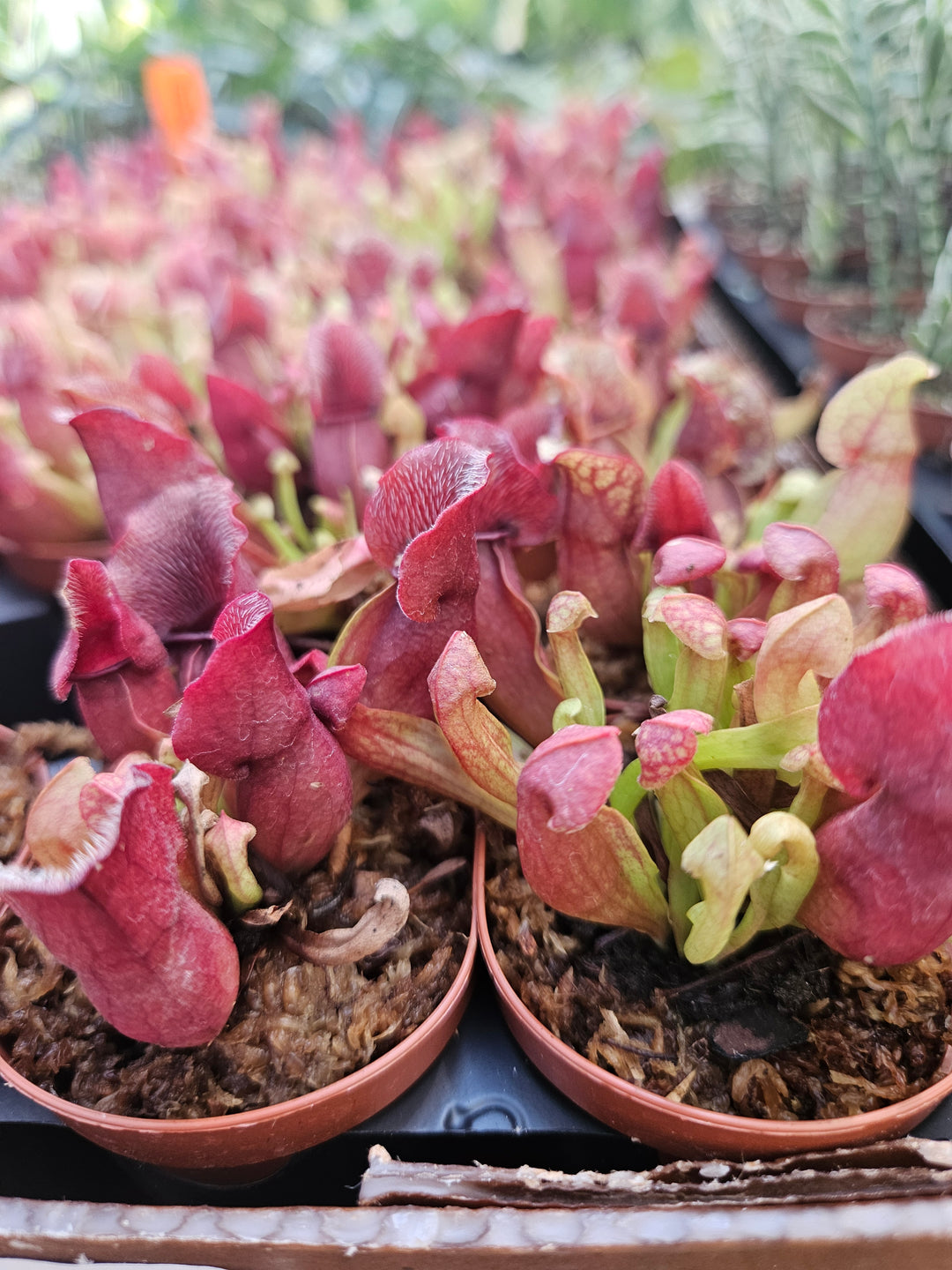 Sarracenia Purpurea Venosa Plug with red and orange pitchers in pots.