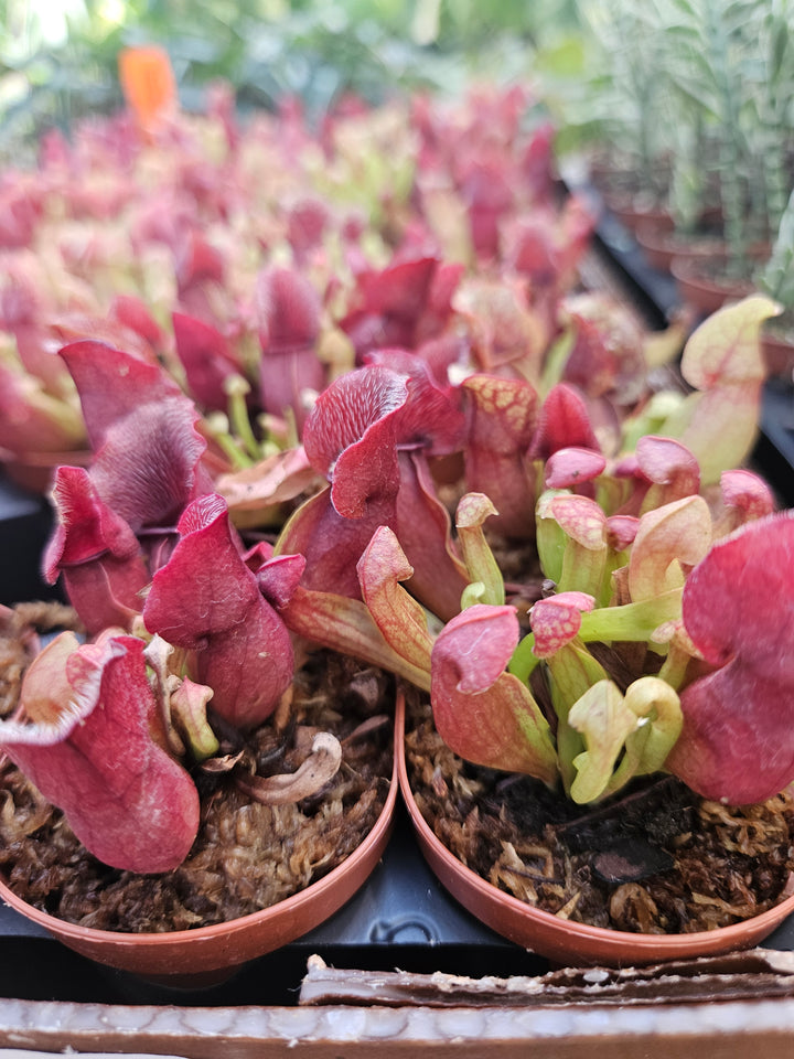 Sarracenia Purpurea Venosa Plug