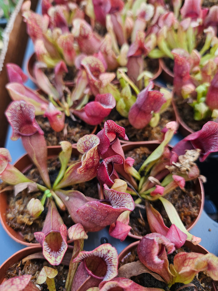 Sarracenia Purpurea Venosa carnivorous plants with red and orange pitchers in plug pots.