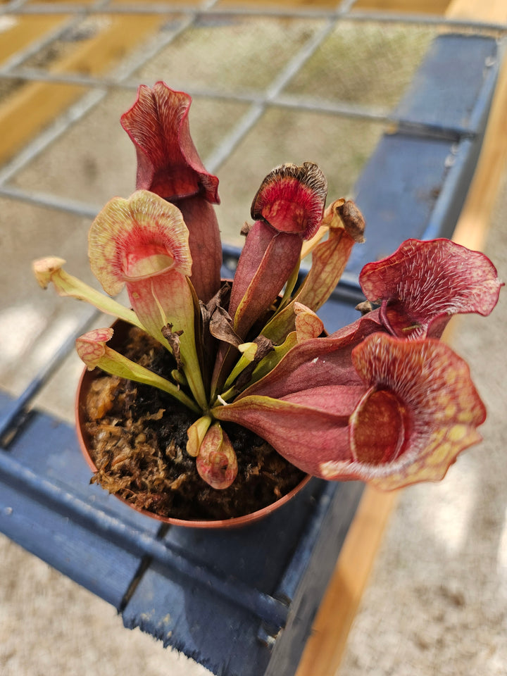 Sarracenia Purpurea Venosa Plug with red and orange bell-shaped pitchers in a pot.