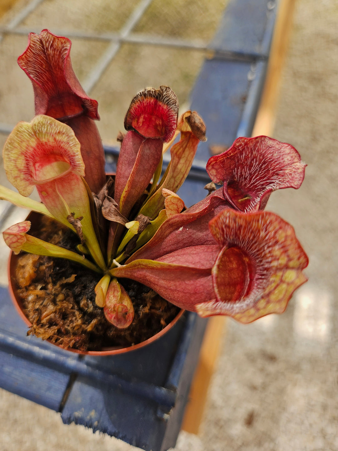 Sarracenia Purpurea Venosa Plug with red and orange pitchers in small pot.