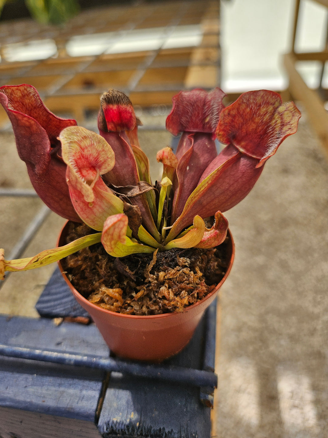 Sarracenia Purpurea Venosa Plug with red and orange pitchers in small pot.