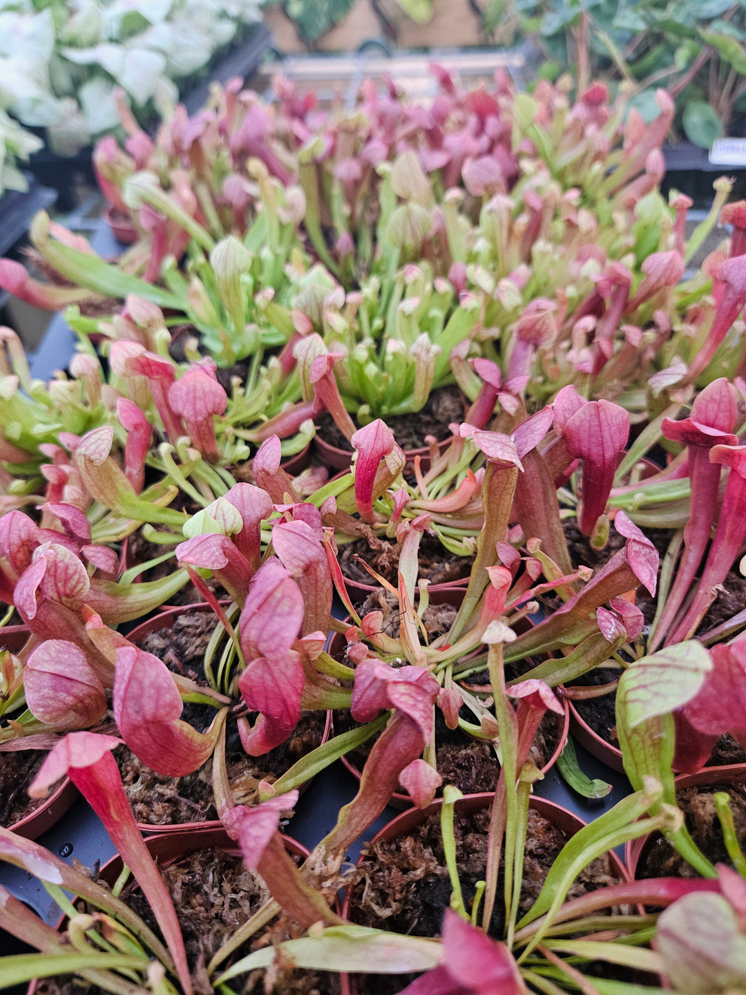 Sarracenia Maroon Plug