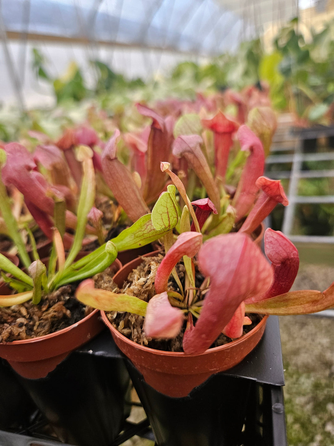 Sarracenia Maroon Plug