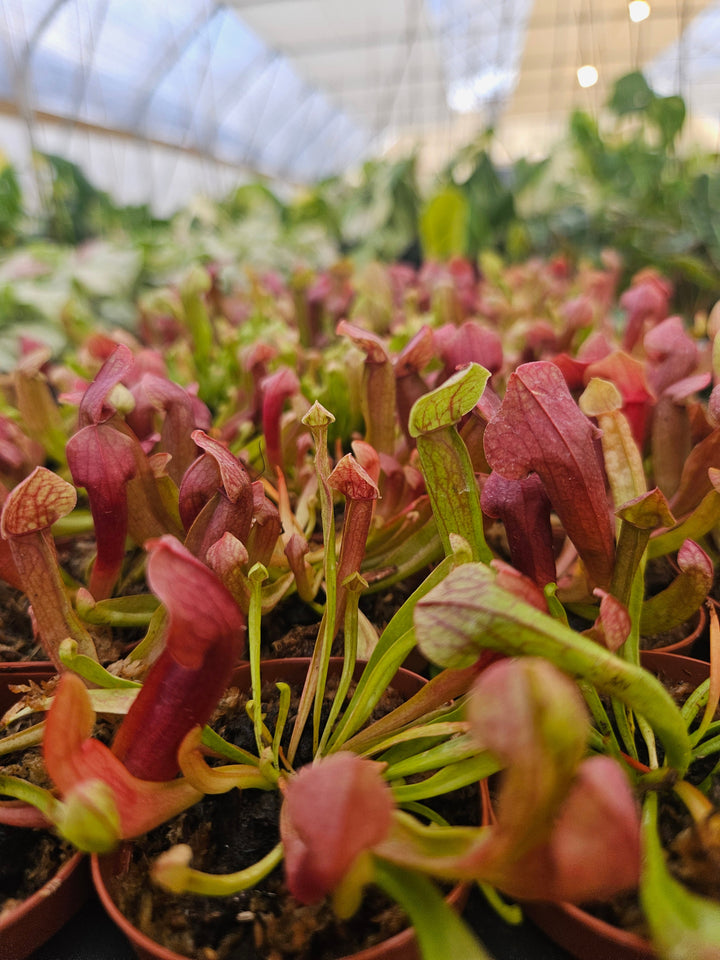 Sarracenia Maroon Plug