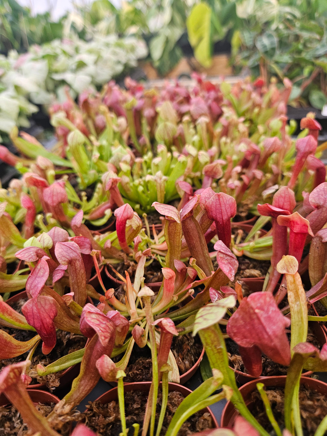 Sarracenia Maroon Plug