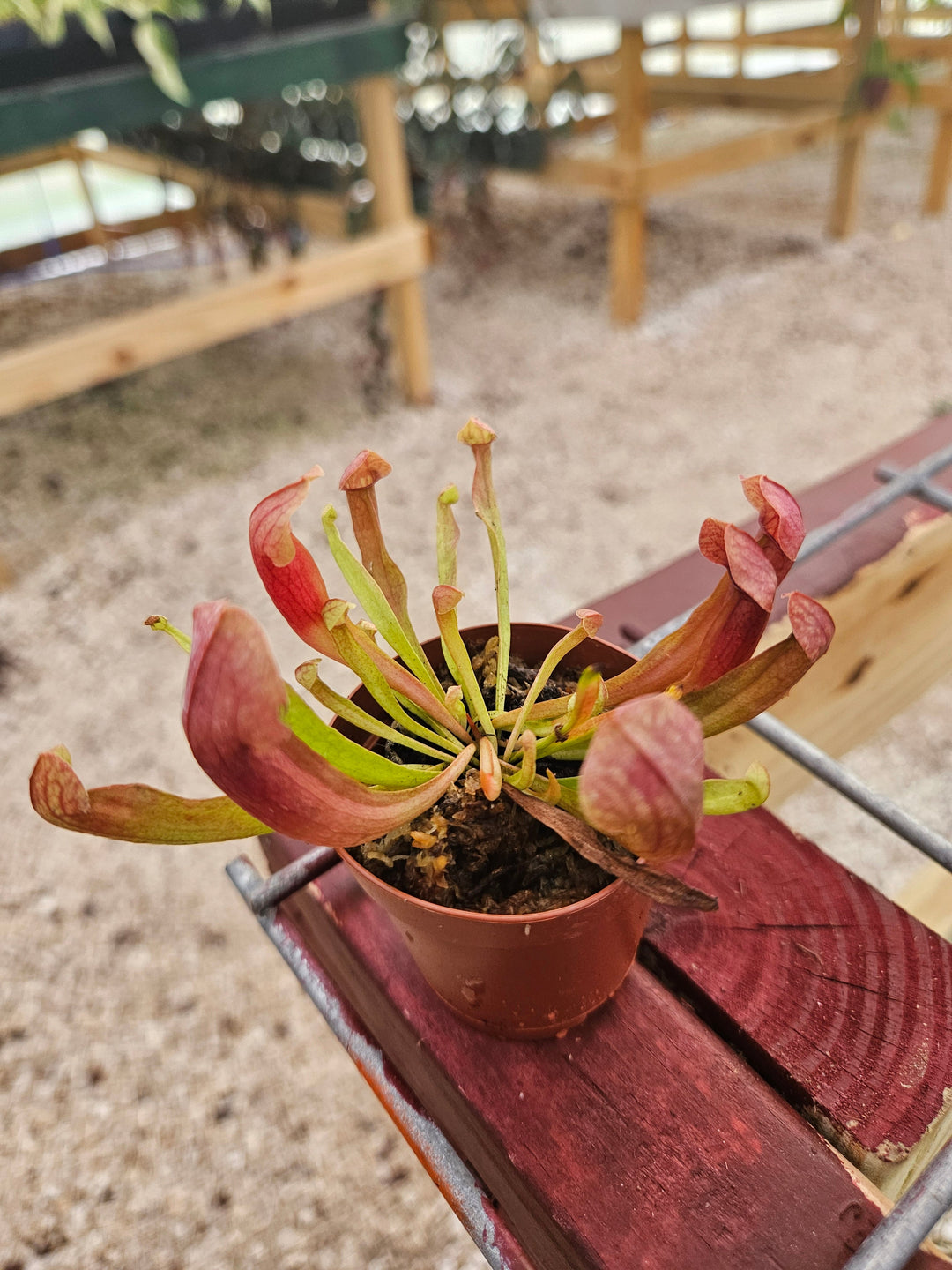 Sarracenia Maroon Plug