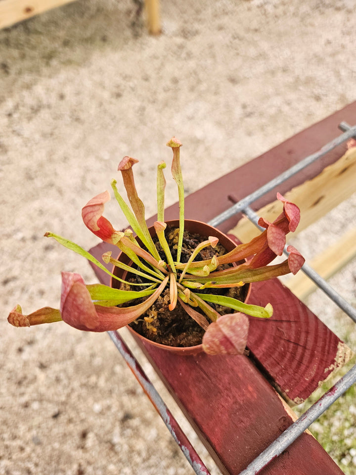 Sarracenia Maroon Plug